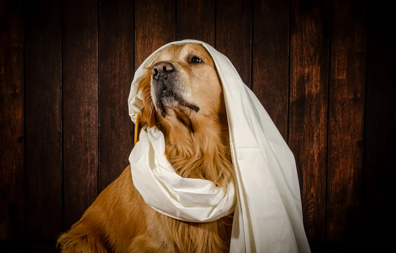 Фото обои dog, Golden, Golden Retriever