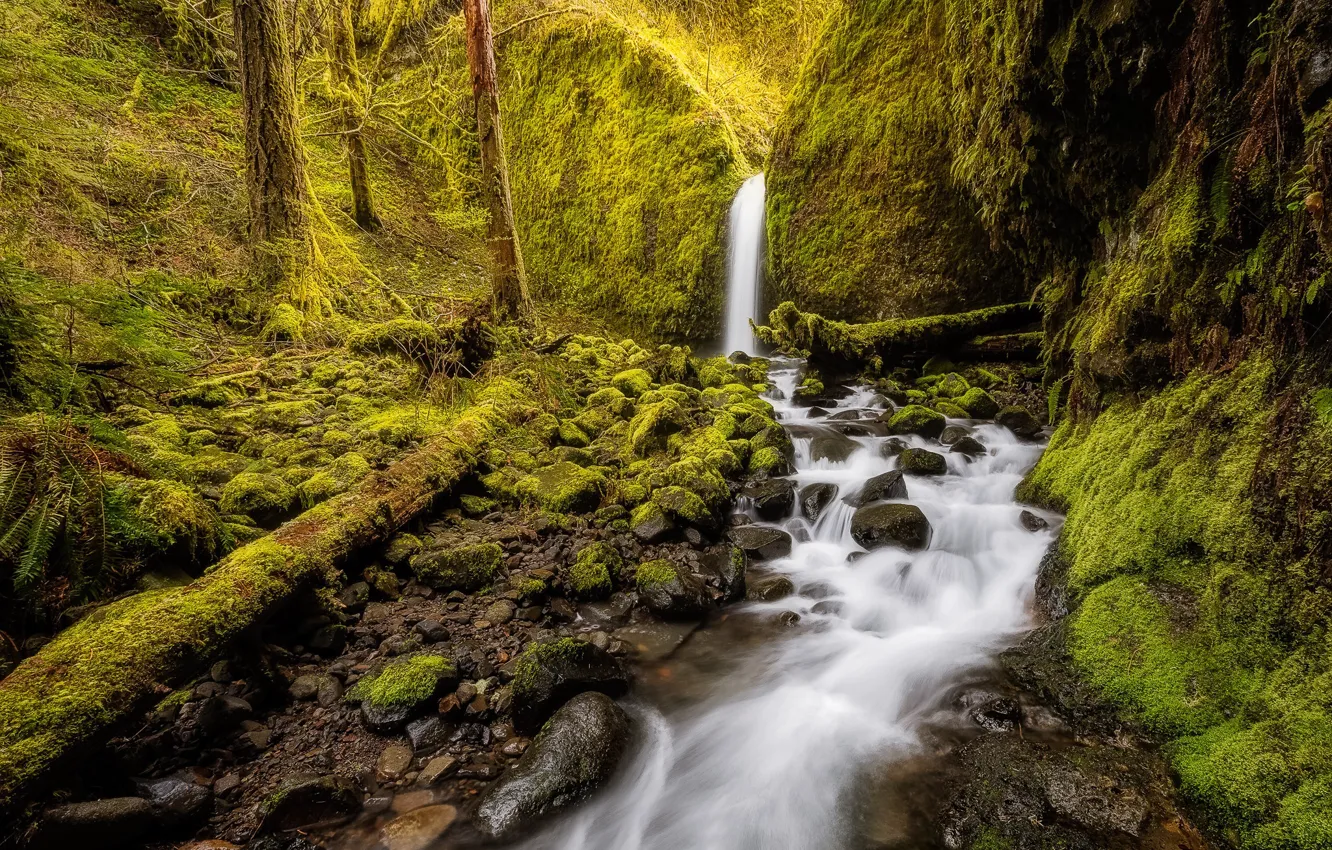 Фото обои лес, ручей, водопад, мох, Орегон, Oregon, Columbia River Gorge, Mossy Grotto Falls