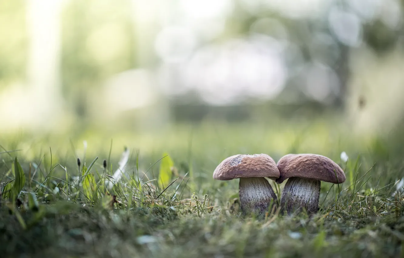 Фото обои лето, трава, блики, грибы, два, боке