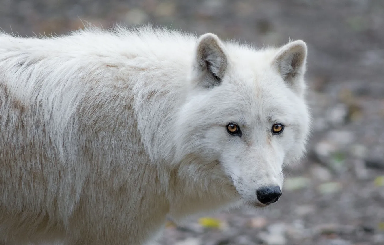 Фото обои nature, face, animal, wolf, wildlife, head, fur, mammal