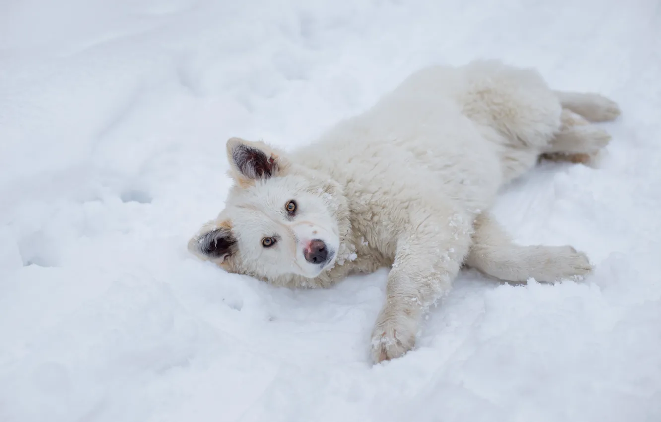 Фото обои зима, взгляд, снег, пушистый, лежит, пёсик
