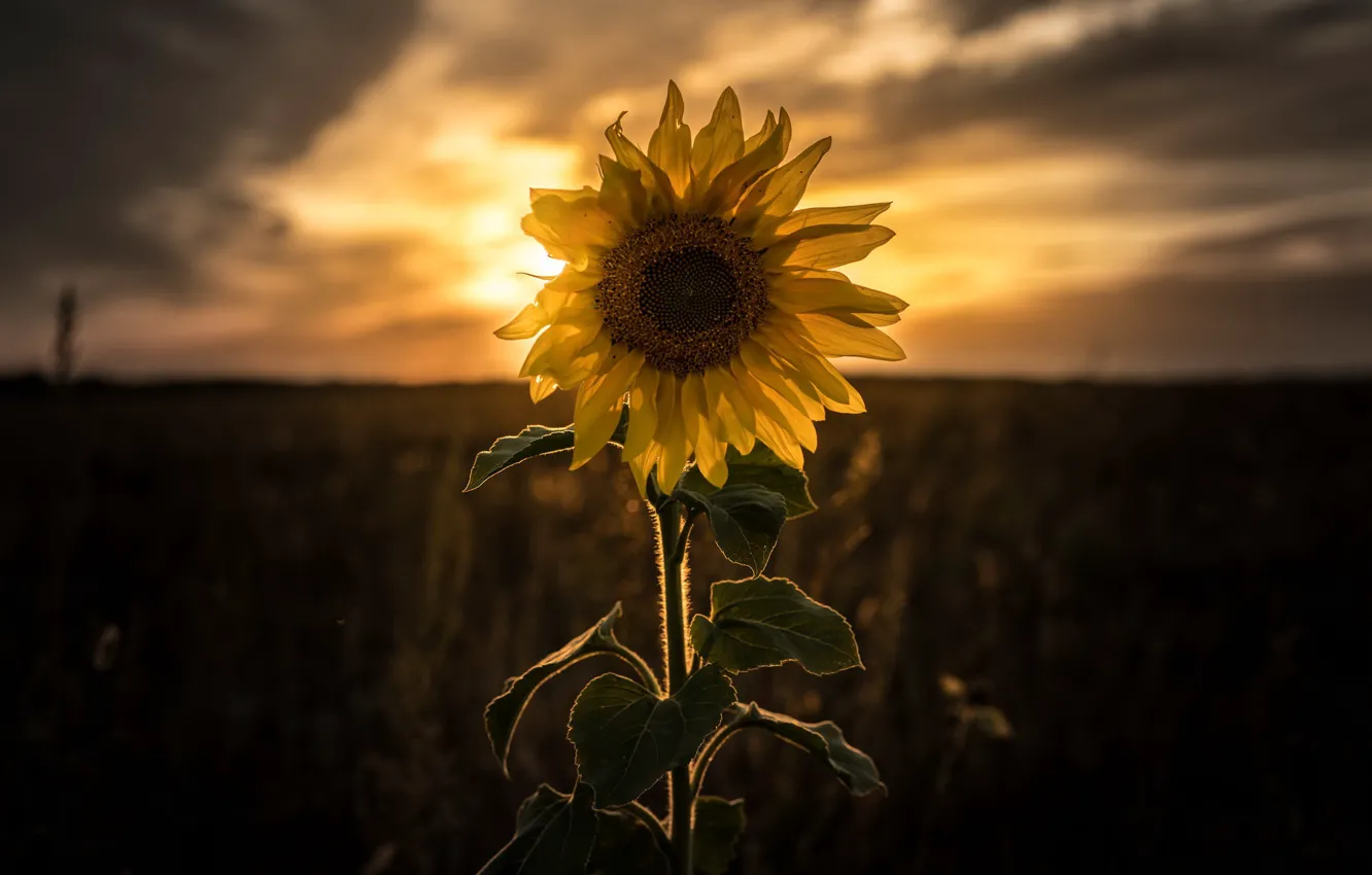 Фото обои закат, природа, подсолнух