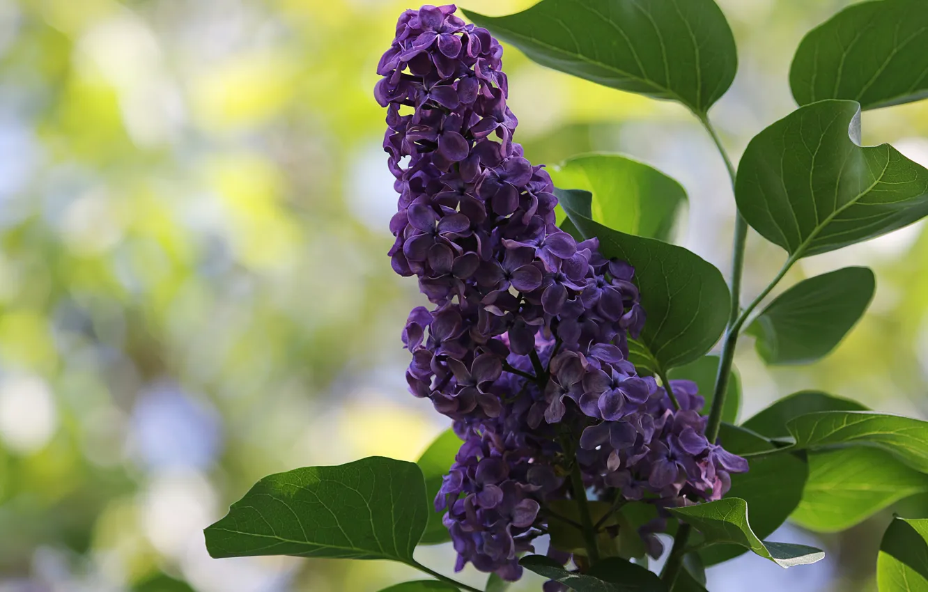 Фото обои гроздь, кусты, сирень