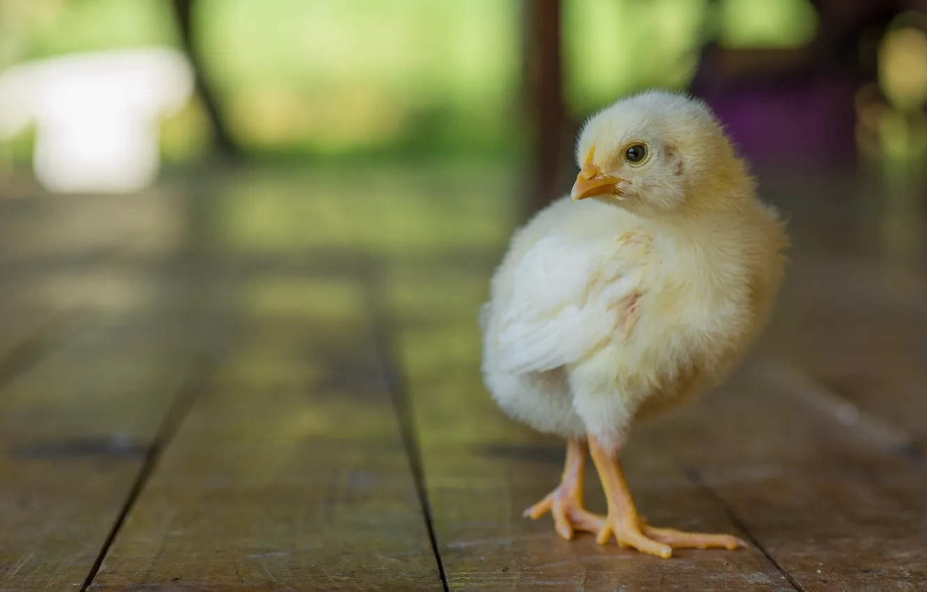 Фото обои малыш, цыпленок, курочка