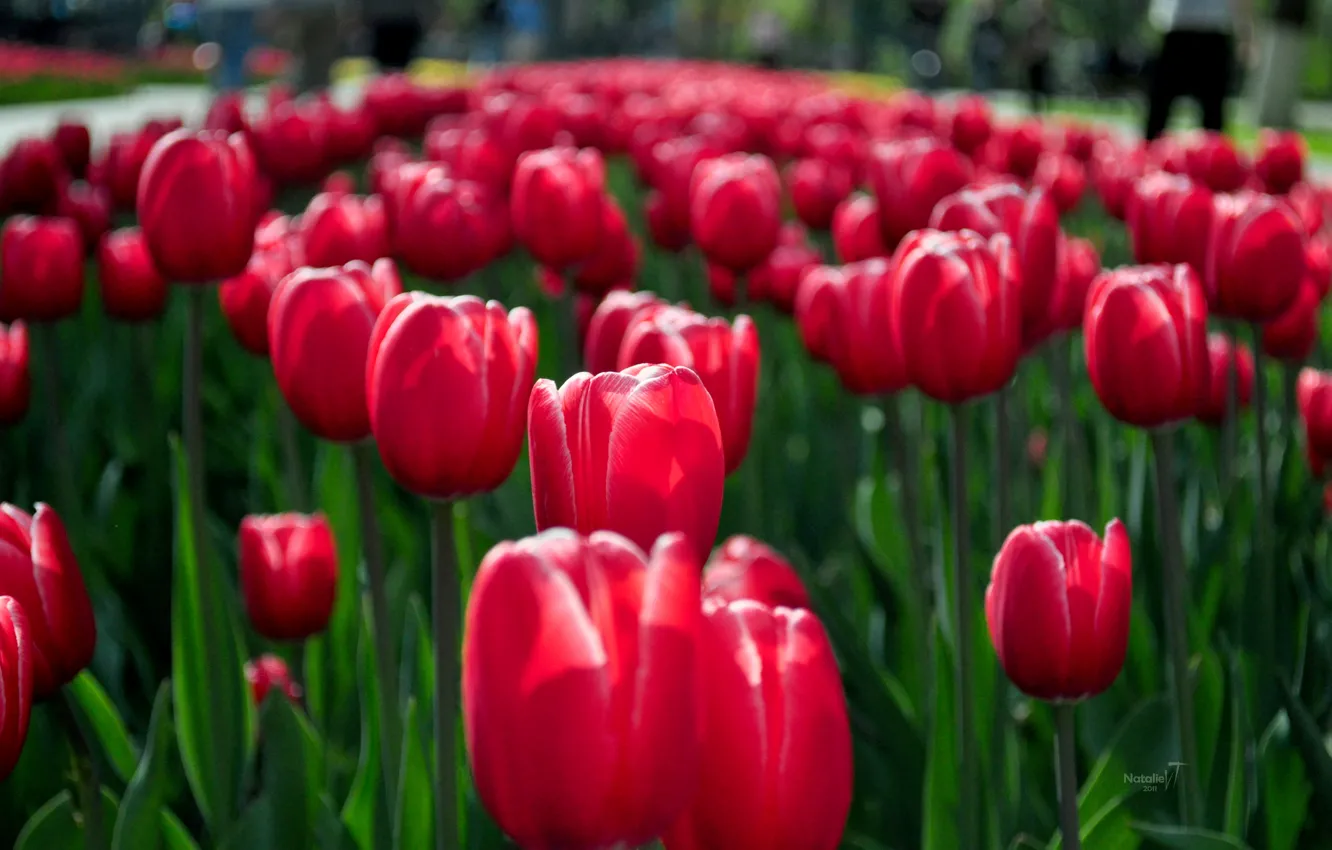 Фото обои цветы, красный, весна, тюльпаны, клумба