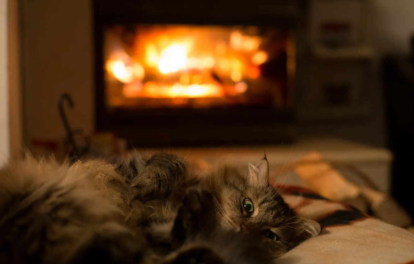 Фото обои кот, тепло, комната, животное, лапки, шерсть, лежит, камин