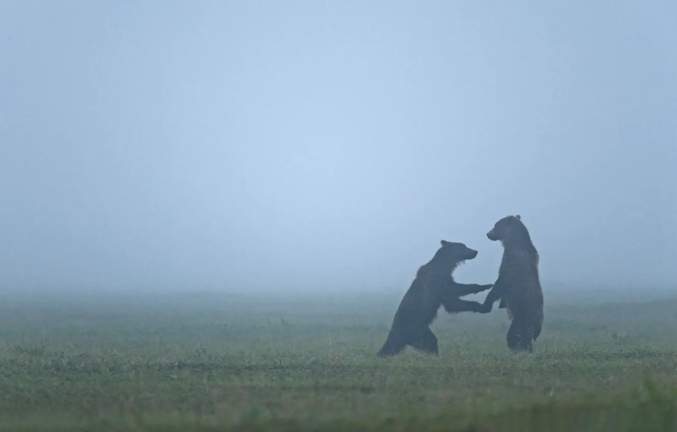 Фото обои животные, медведь, медведи, дымка, дикая природа, туманы