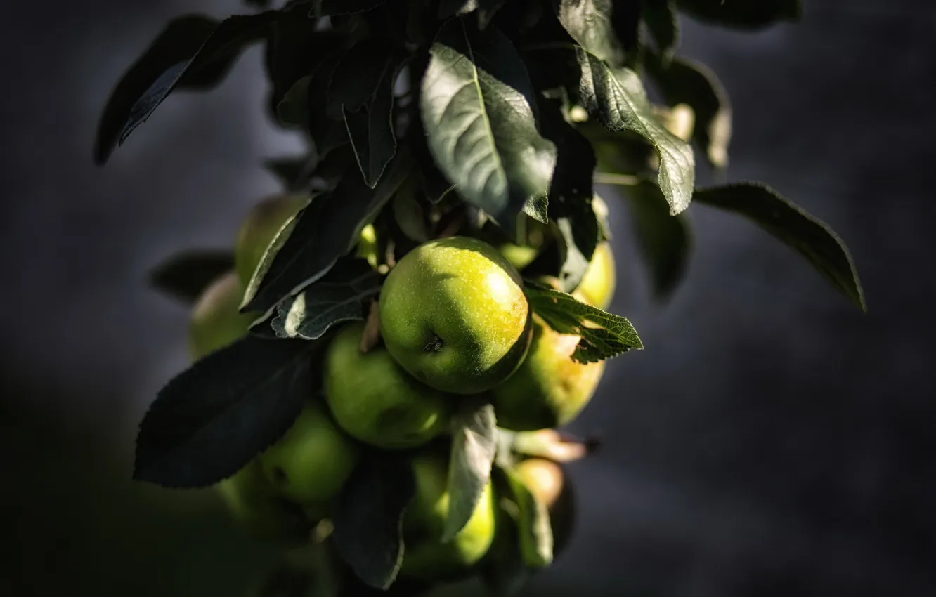 Фото обои листья, яблоки, гроздь
