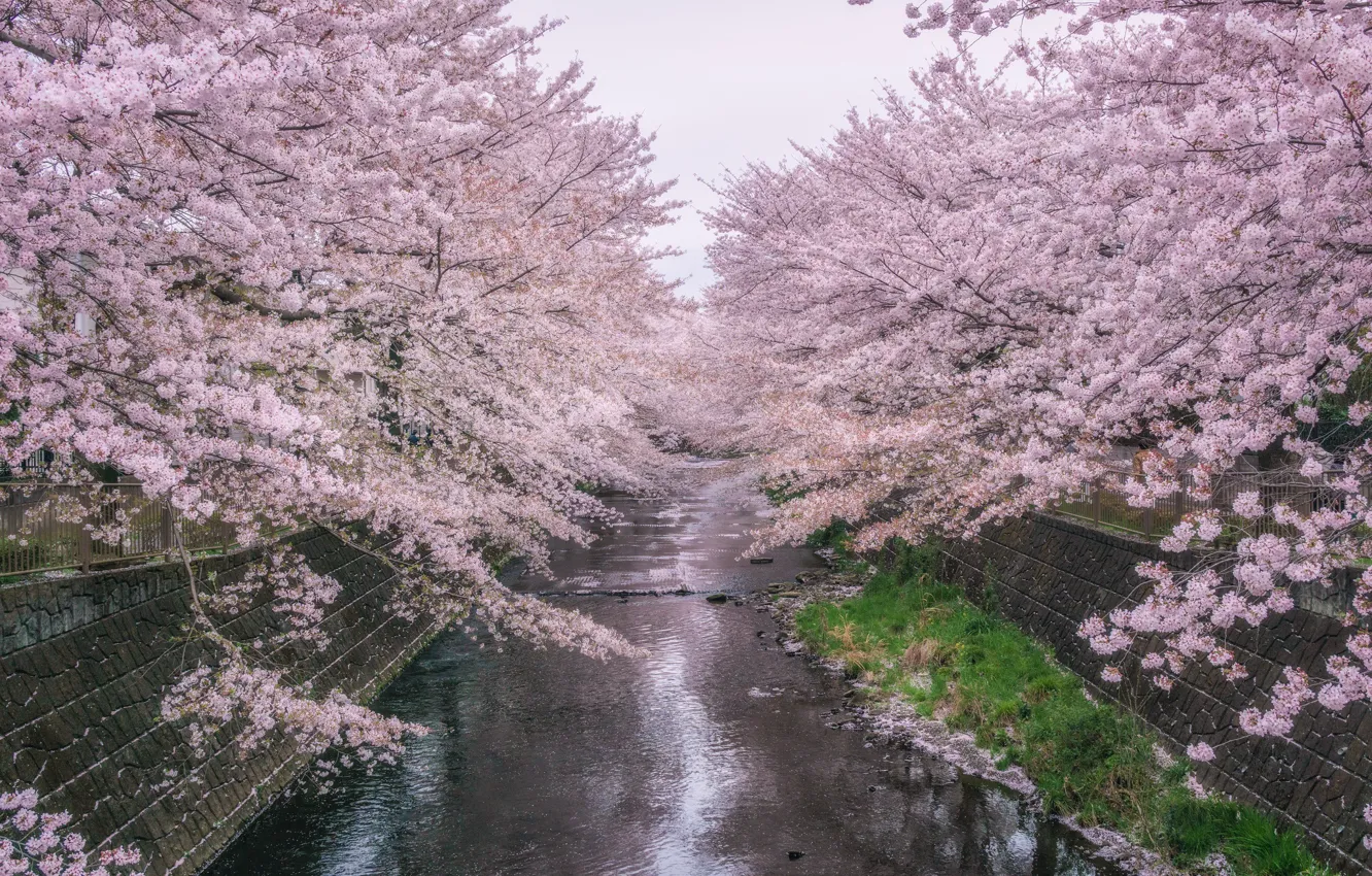 Фото обои деревья, парк, река, весна, сакура