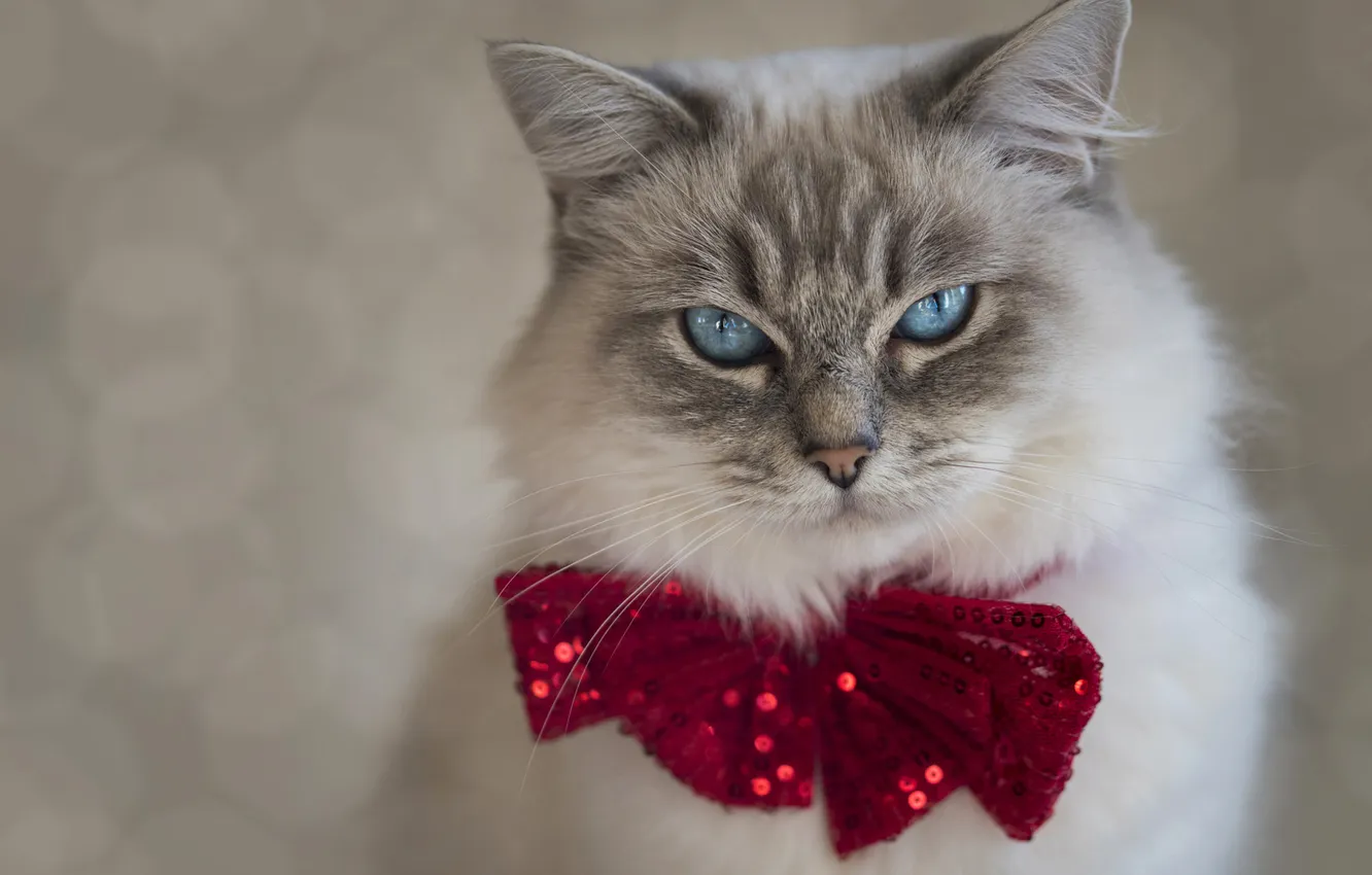 Фото обои кошка, кот, взгляд, красный, поза, серый, блеск, портрет