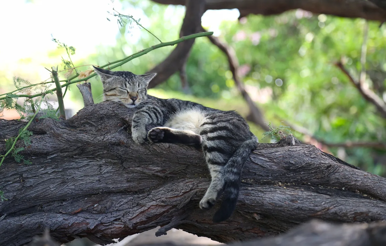 Фото обои кошка, кот, дерево, отдых, сон, спящая