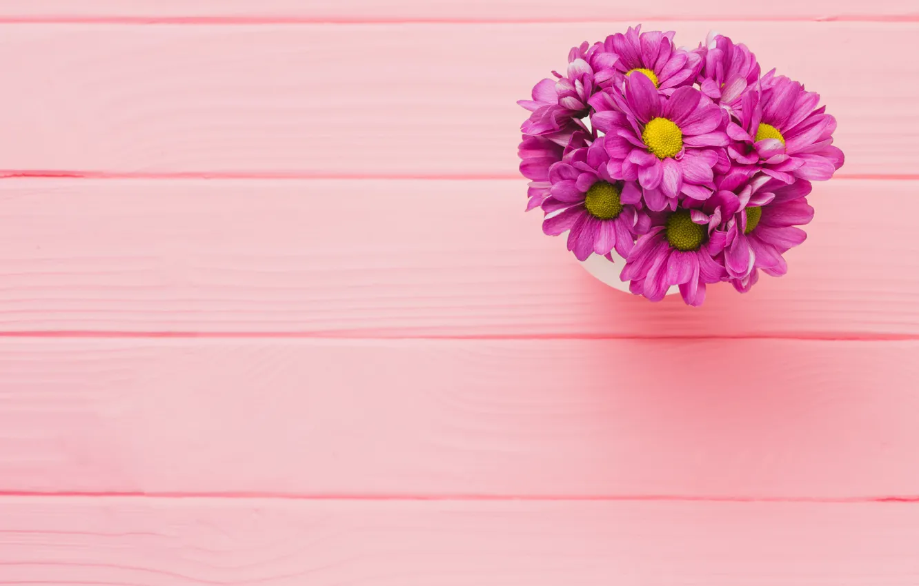 Фото обои цветы, фон, розовый, хризантемы, wood, pink, flowers, purple