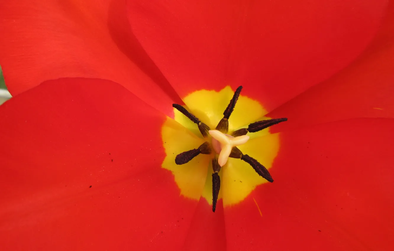 Фото обои макро, тюльпан, весна 2018, Meduzanol ©