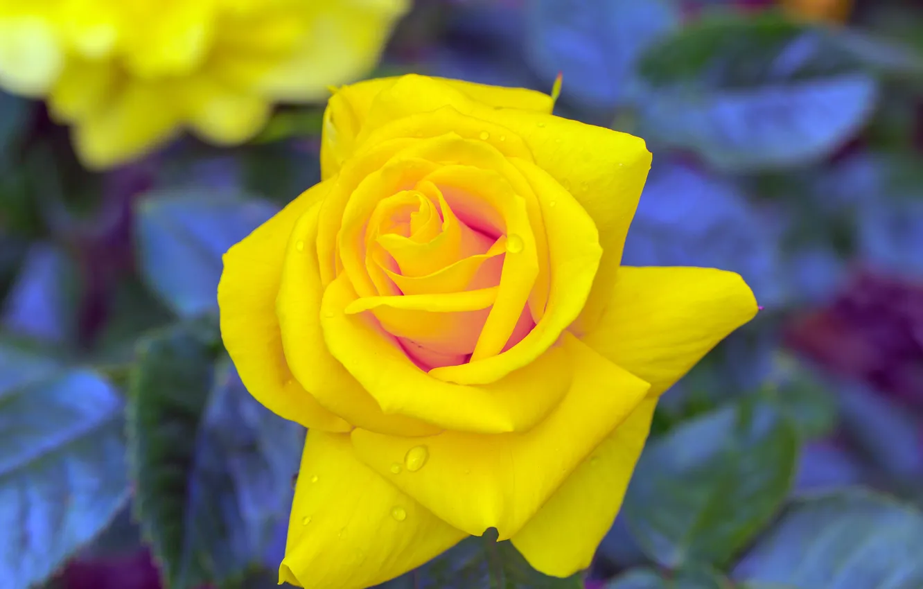 Фото обои капли, роза, rose, yellow, желтая, drops