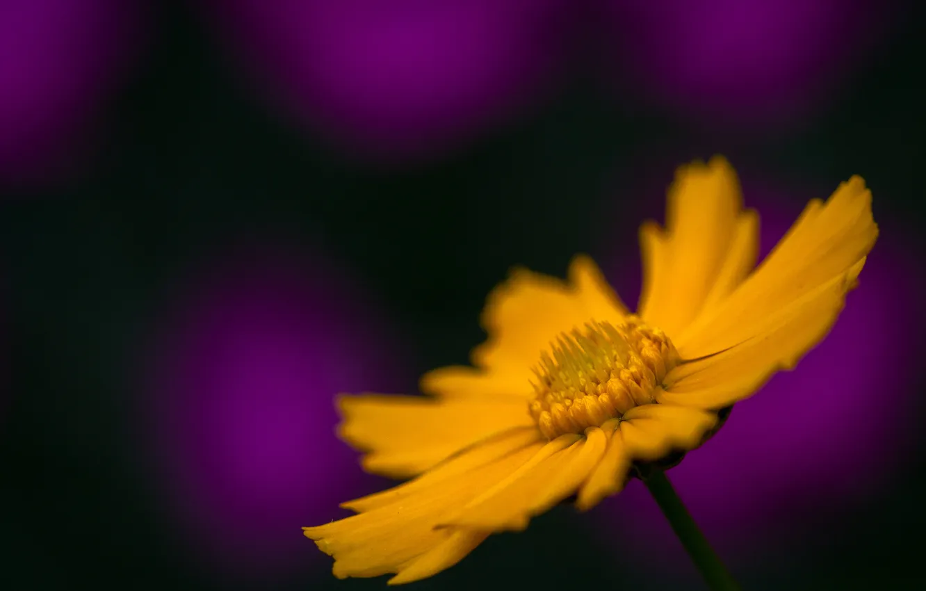 Фото обои цветок, макро, желтый, космея