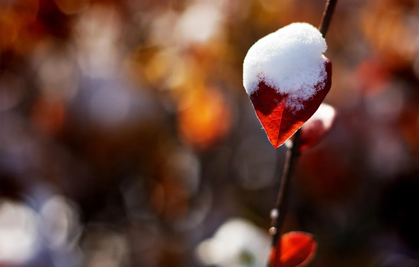 Фото обои красный, блики, веточка, листик, одинокая, под снегом