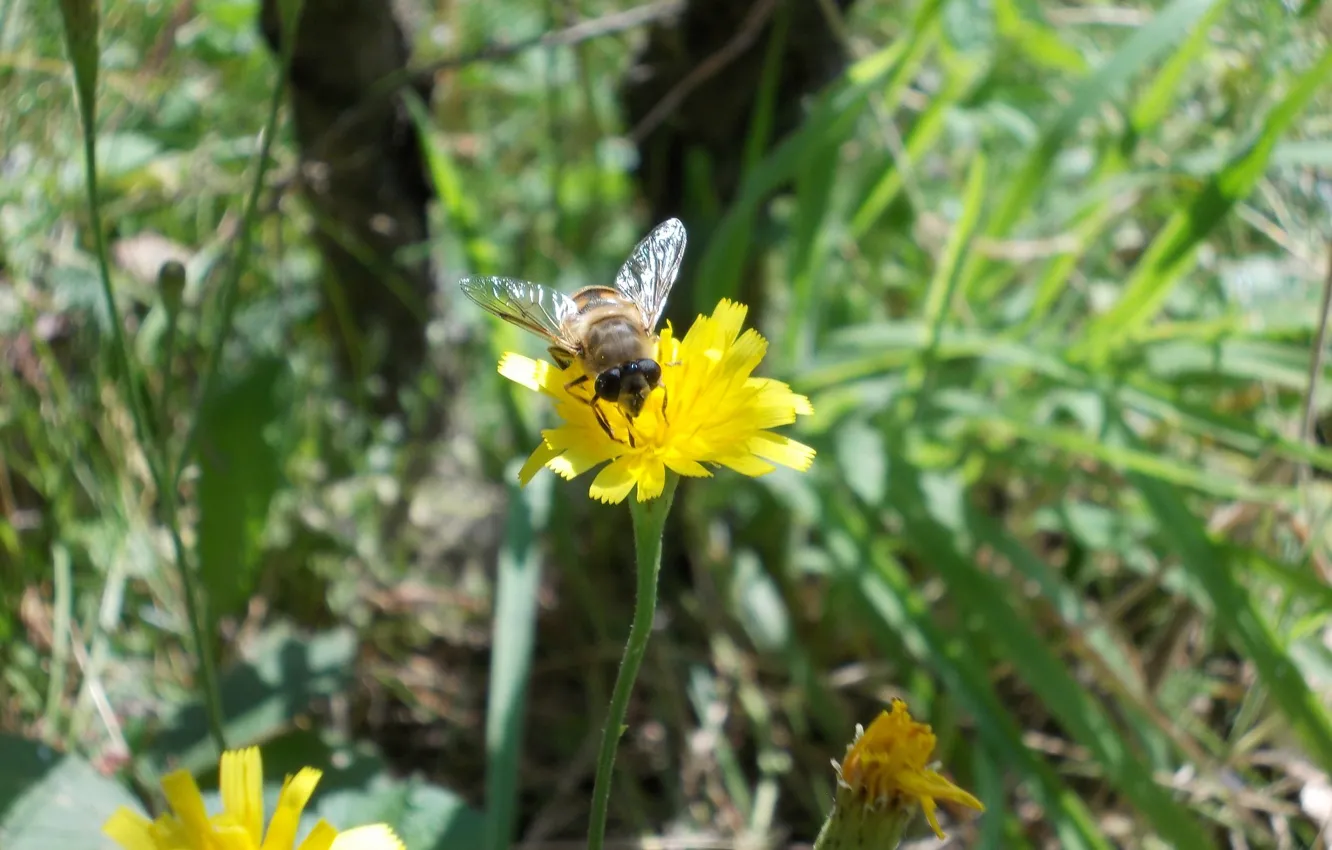 Фото обои flower, wild, bee