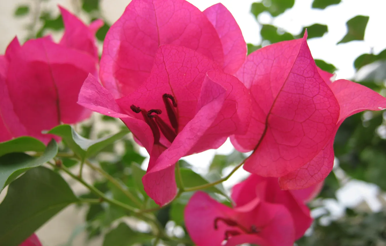 Фото обои листья, веточка, розовый, Цветок, лепестки, тычинки, прожилки, бугенвиллия