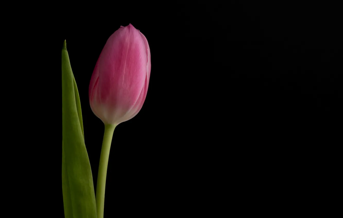 Фото обои цветок, фон, тюльпан