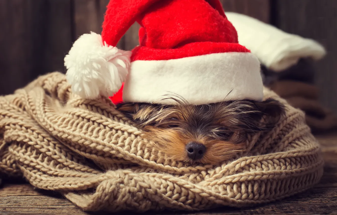 Фото обои собака, Новый Год, Рождество, Christmas, dog, 2018, Merry Christmas, Xmas