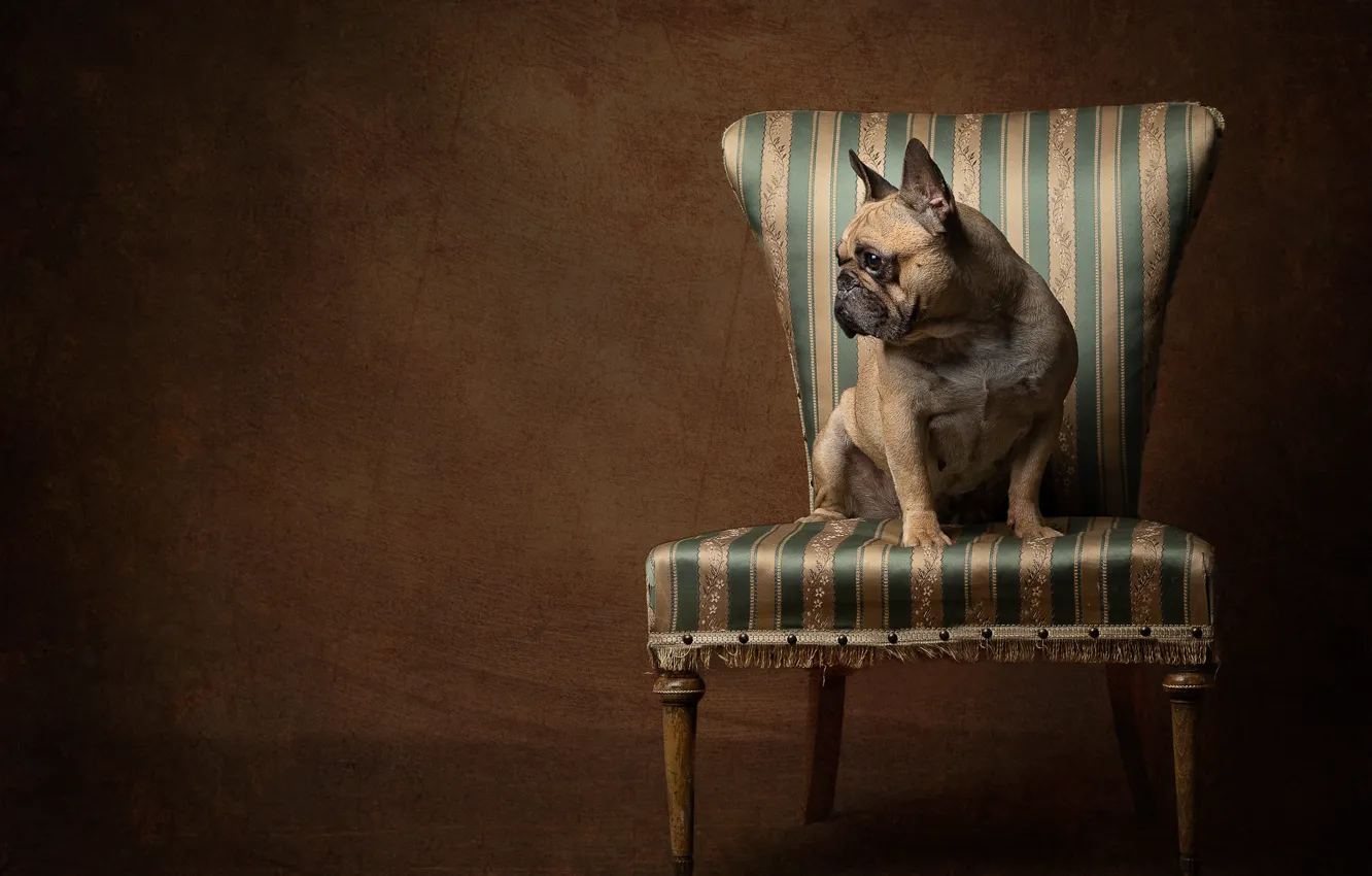Фото обои фон, собака, стул, Французский бульдог