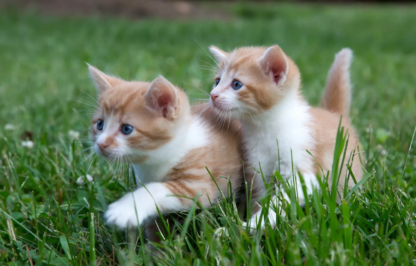 Фото обои трава, котята, прогулка, малыши, парочка, двойняшки