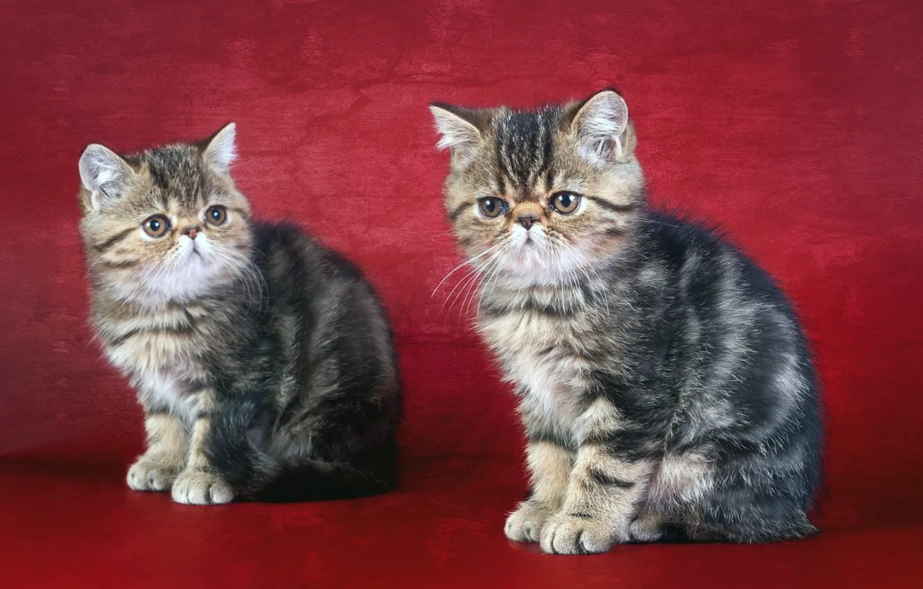 Фото обои красный, фон, котята
