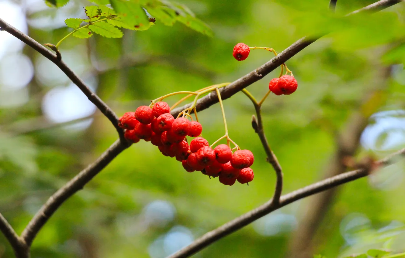 Фото обои red, fruit, twig, mountain ash