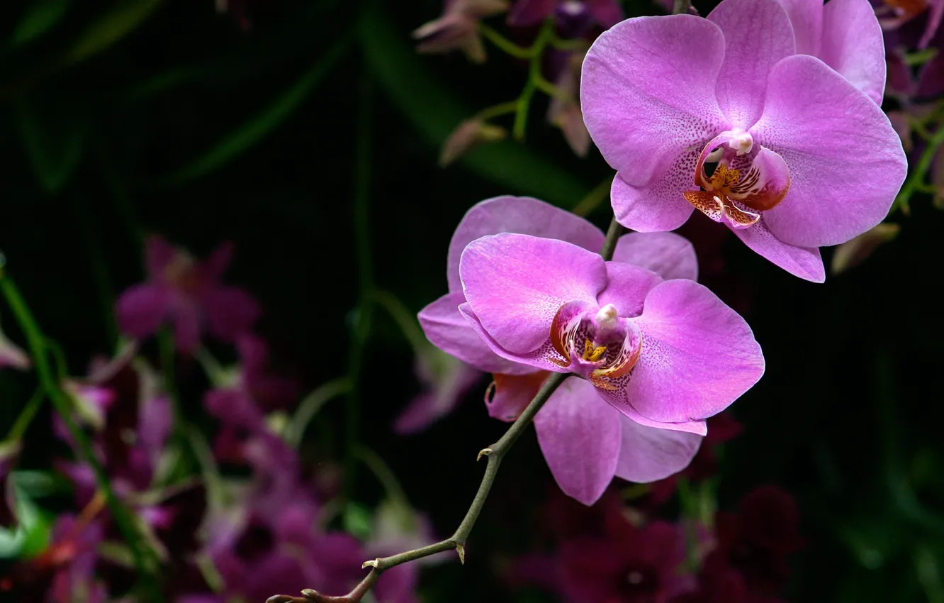 Фото обои макро, розовый, орхидея