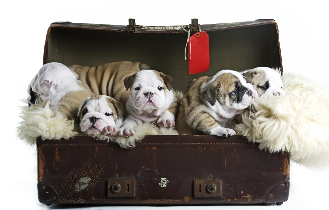 Фото обои собаки, щенки, чемодан, малыши, Английский бульдог