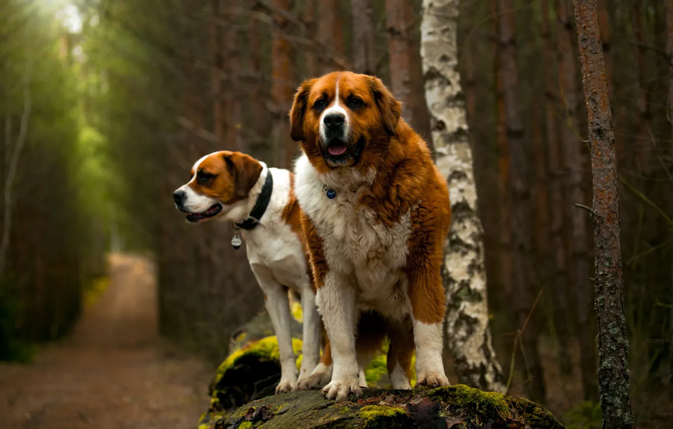 Фото обои лес, собаки, взгляд, деревья, природа, поза, собака, пара