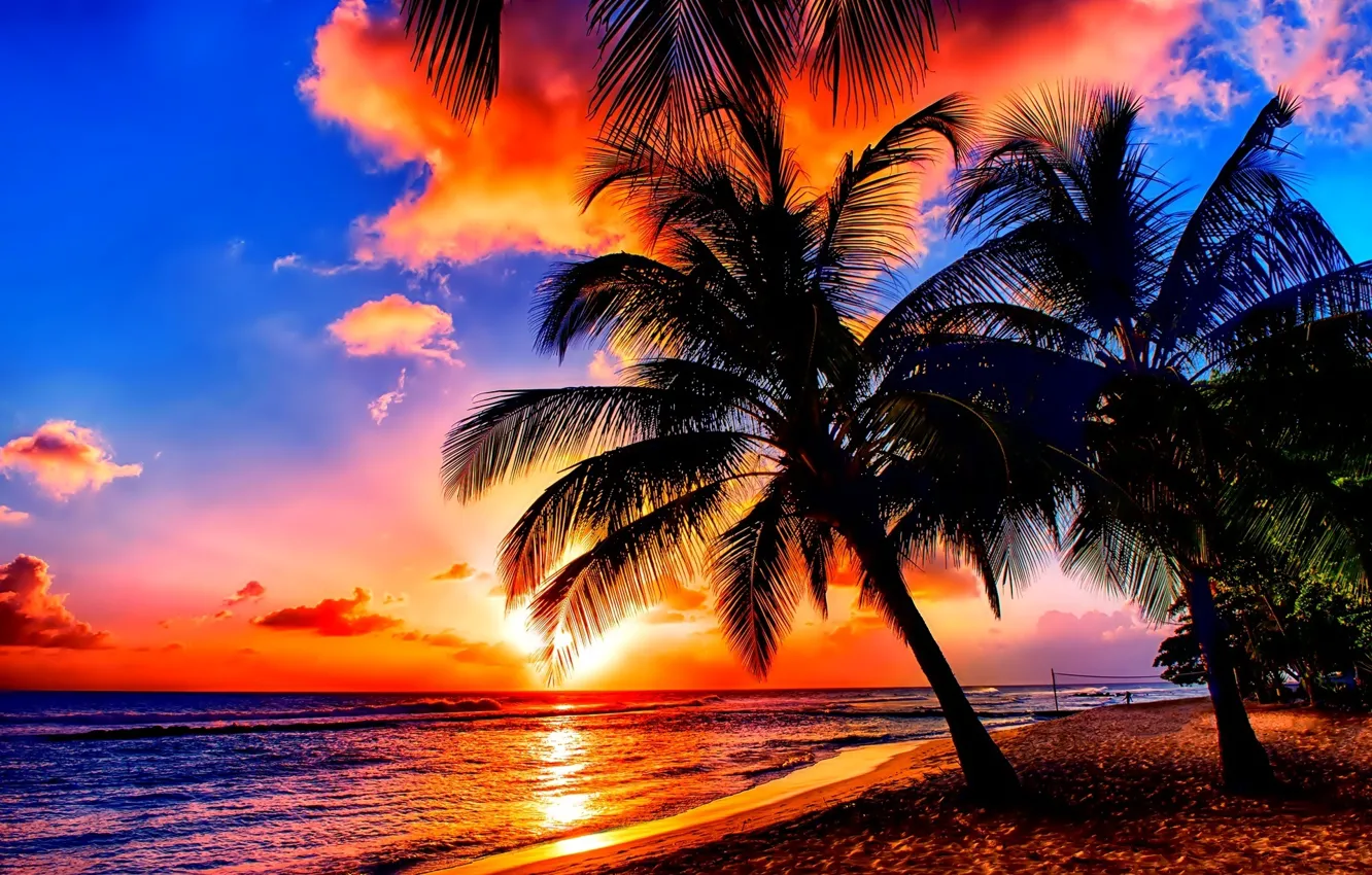 Фото обои trees, sea, Sunset, Palm