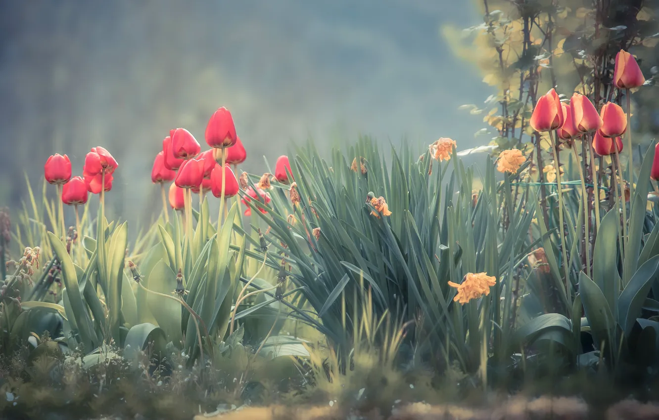 Фото обои цветы, весна, сад, тюльпаны, красные, дымка, клумба