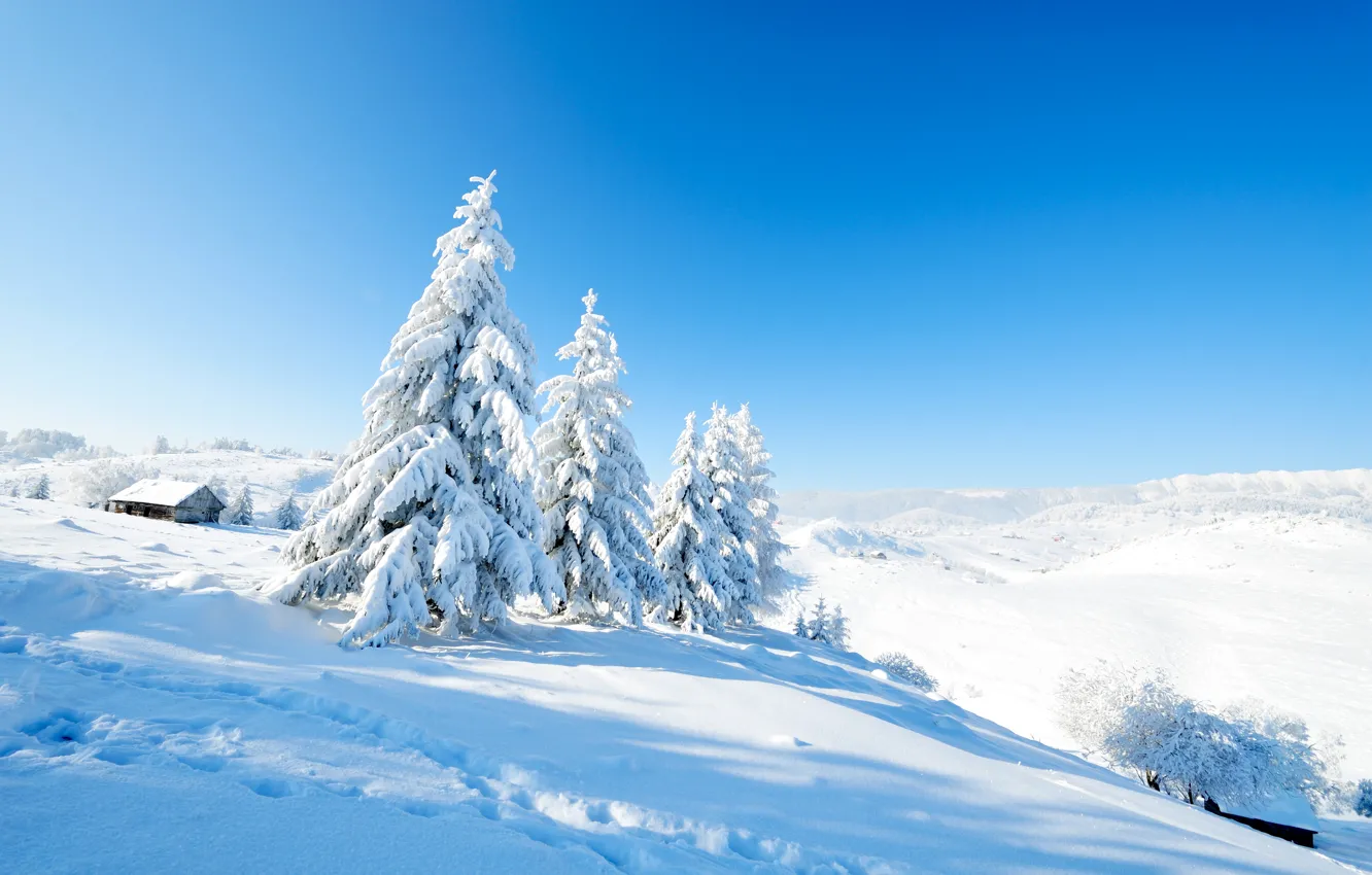 Фото обои Природа, Зима, Снег, Ель, Пейзаж