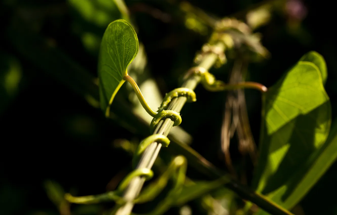 Фото обои макро, свет, растение, стебель, боке, bokeh, plant, dof