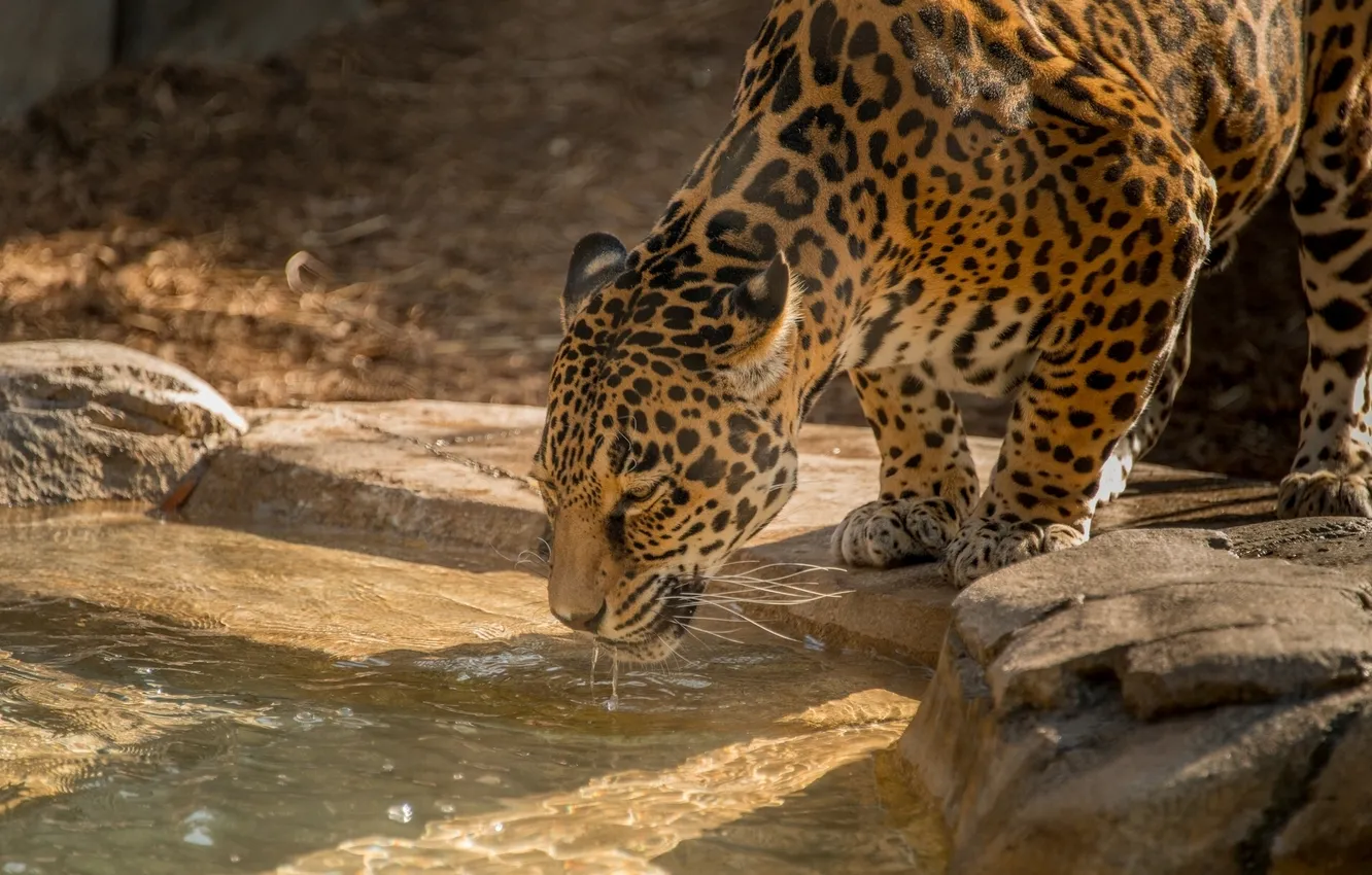 Фото обои вода, хищник, ягуар