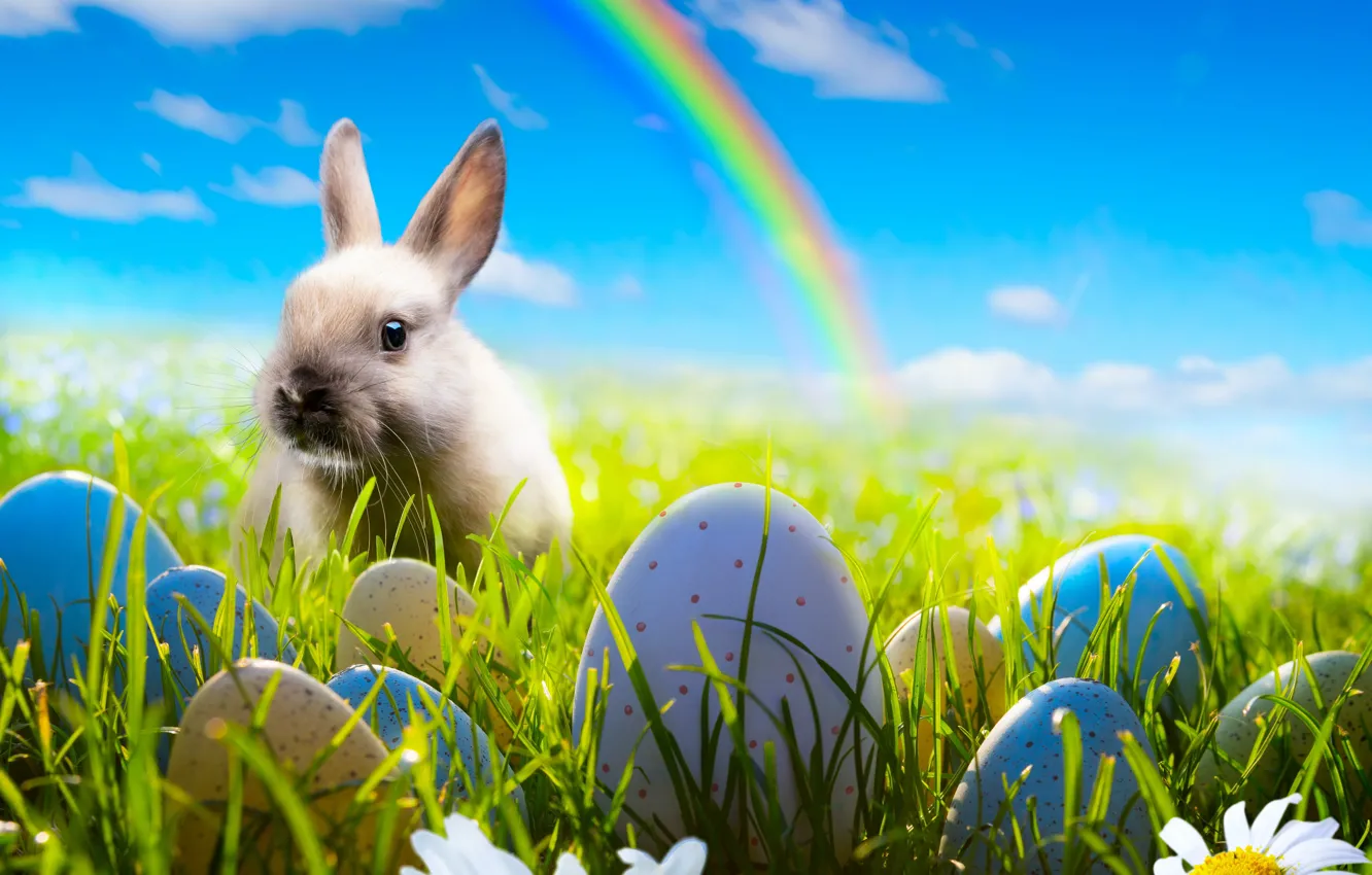 Фото обои небо, трава, цветы, ромашки, яйца, радуга, весна, кролик