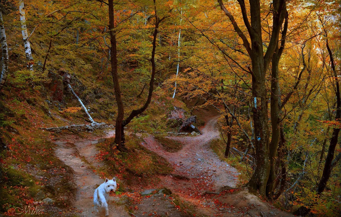 Фото обои Осень, Деревья, Лес, Тропа, Dog, Fall, Autumn, Forest