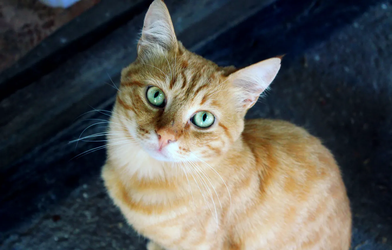 Фото обои глаза, кот, морда, деревня, рыжий, зеленые, Кузя