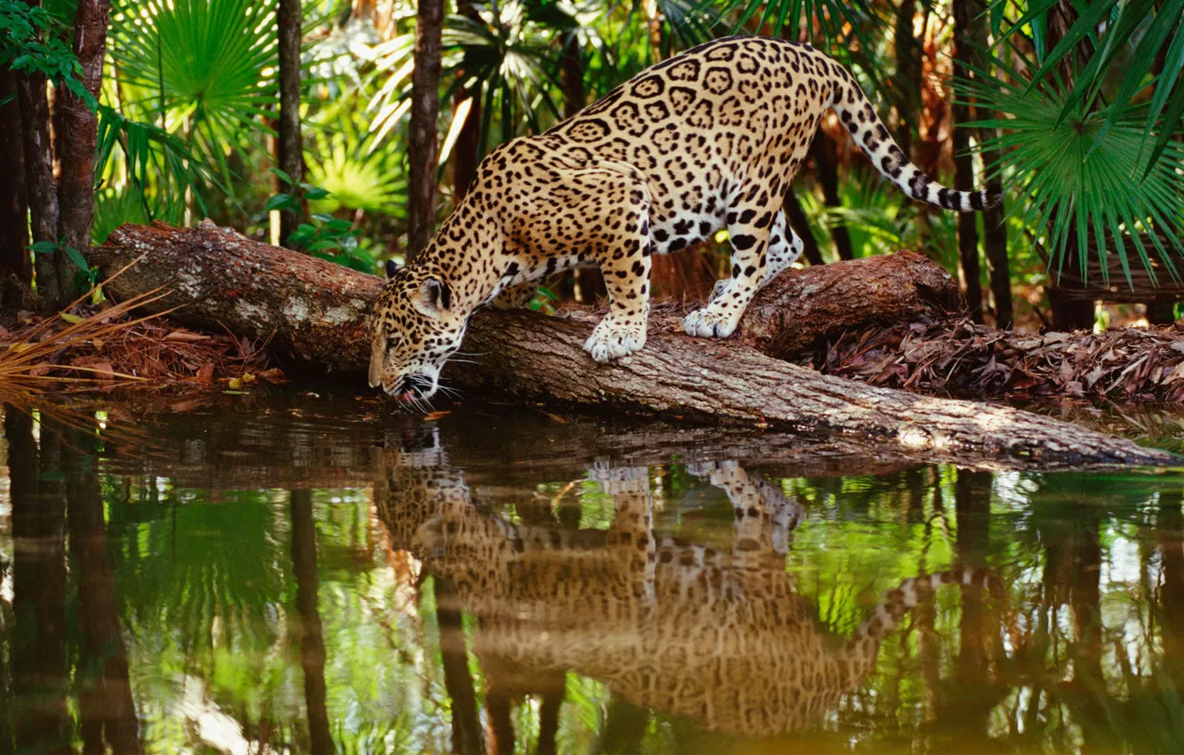 Фото обои leopard, animal, big cat