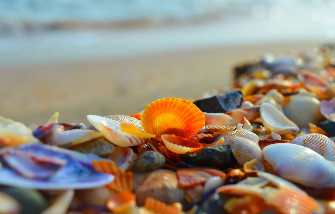 Фото обои Море, Берег, Ракушки, Sea, Seashells