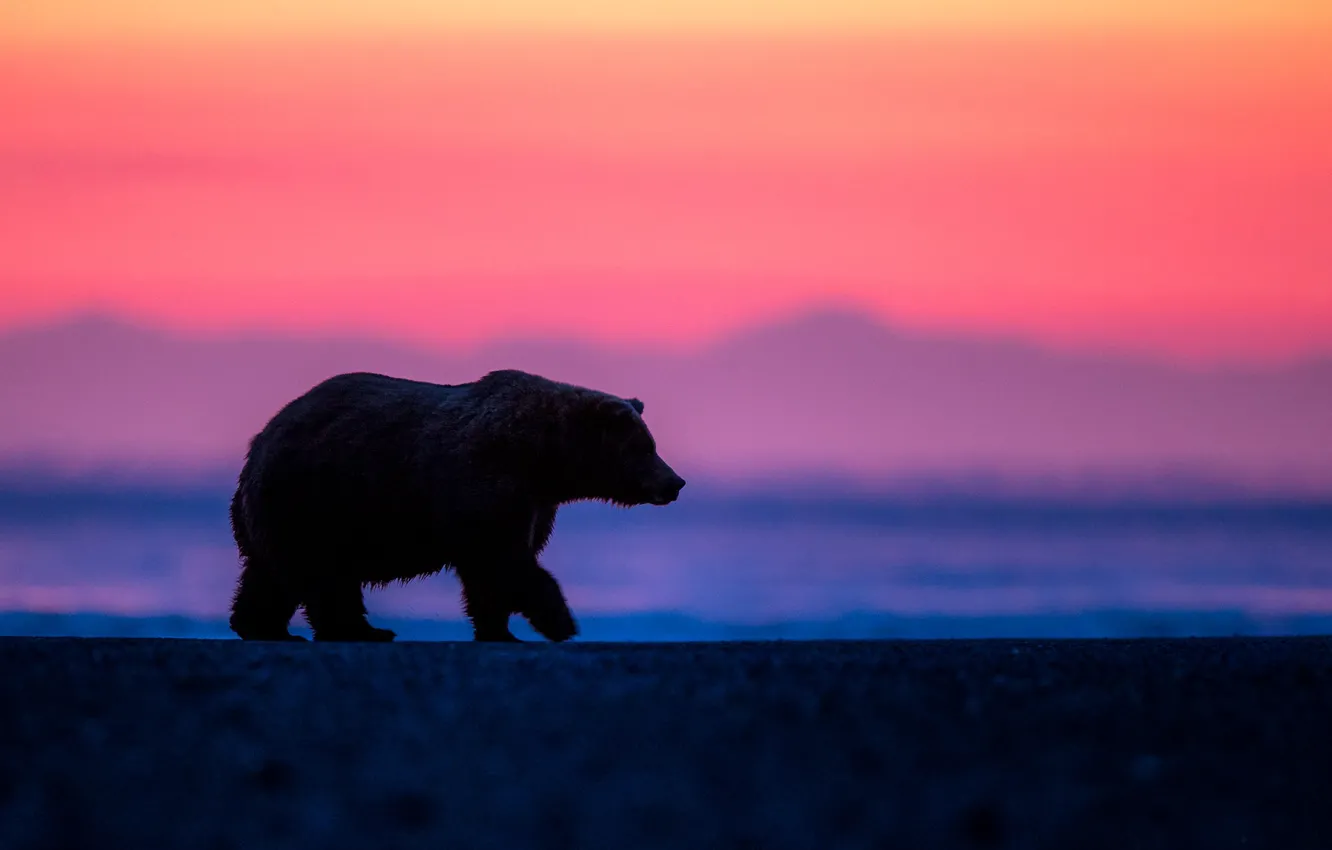 Фото обои рассвет, утро, медведь, Аляска