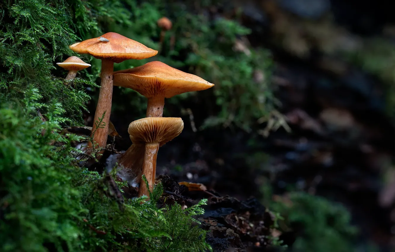 Фото обои лес, грибы, мох