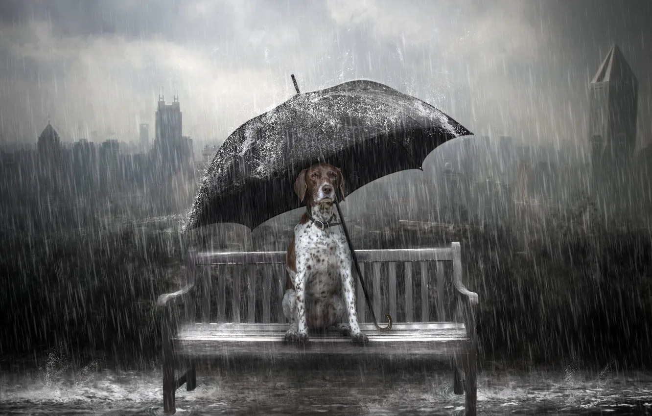 Фото обои дождь, собака, зонт, скамья