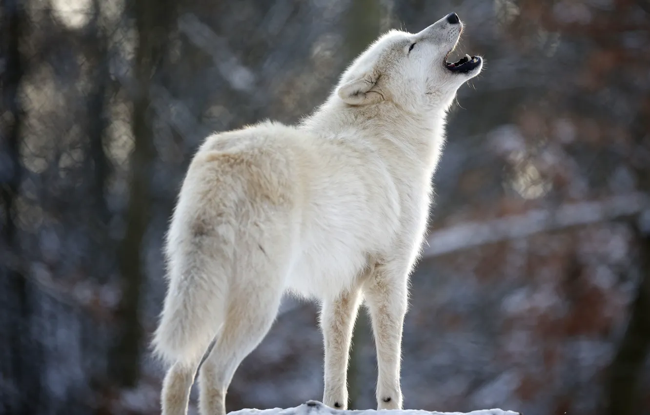 Фото обои белый, волк, хищник, вой, Wolf