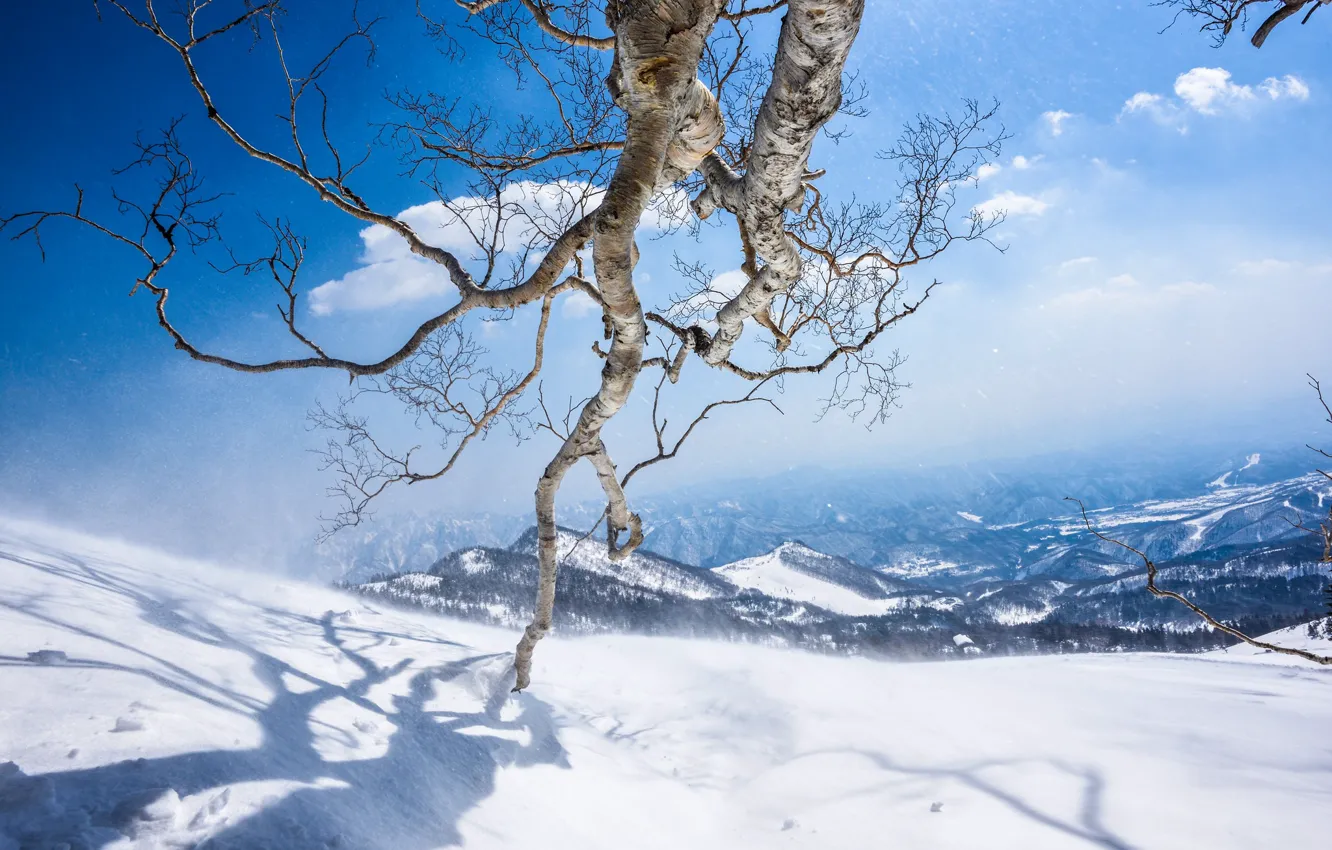 Фото обои зима, небо, облака, свет, снег, горы, ветки, природа