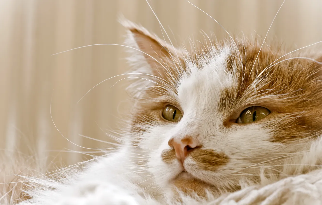 Фото обои кошка, взгляд, дома