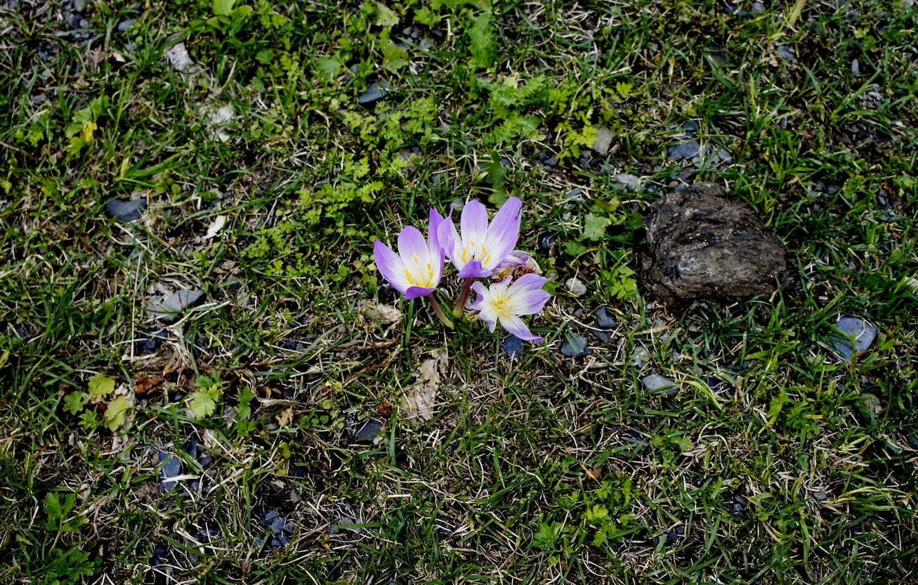 Фото обои цветы, Крокусы, Абхазия, Альпийские луга