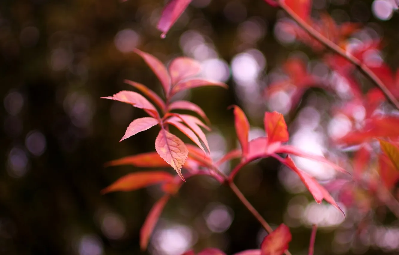 Фото обои листья, макро, красный, фон, widescreen, обои, размытие, wallpaper