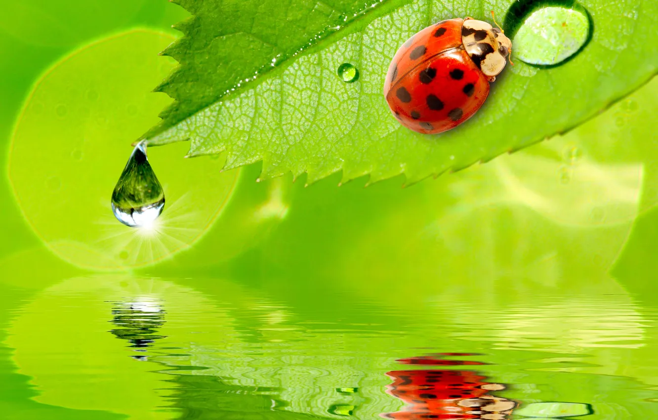 Фото обои вода, капли, лист, отражение, божья коровка, water, drops, reflection